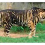 Study decodes mystery around 'black tigers'